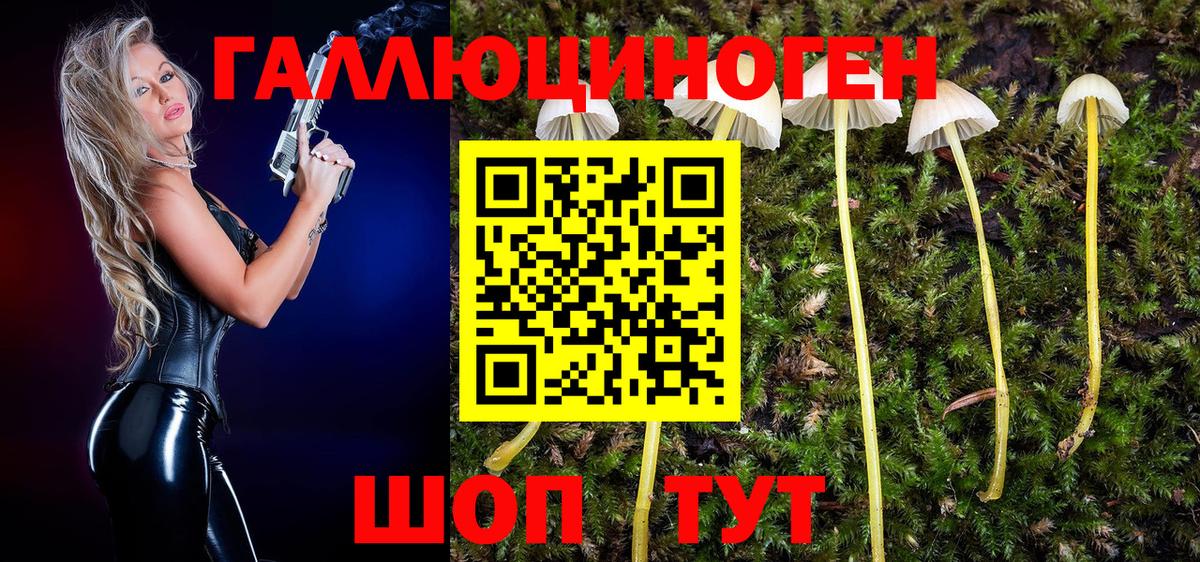 Галлюциногенные грибы Psilocybine cubensis Элиста